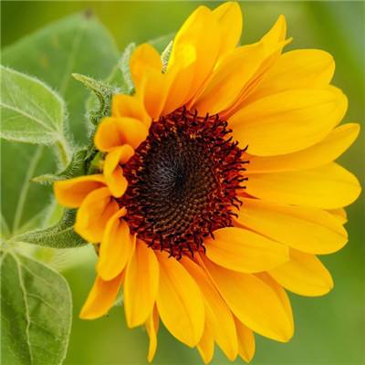 皇冠app官方版下载安装